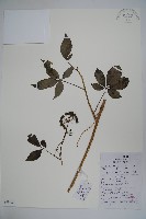 細梗茱萸五加藏品圖，第1張