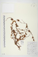 日本菟絲子藏品圖，第1張