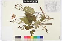 打破碗花花藏品圖，第1張