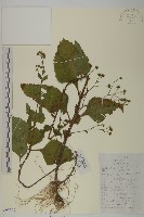 寬葉下田菊藏品圖，第1張