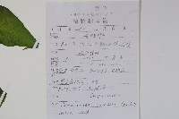 臺灣土黨參藏品圖，第2張