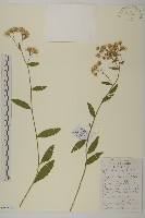 小舌紫菀藏品圖，第1張