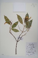 飛蛾槭藏品圖，第1張