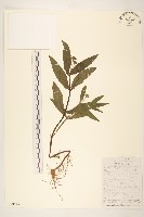 蟛蜞菊藏品圖，第1張