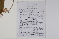 八角楓藏品圖，第2張
