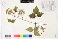 粗齒鐵線蓮藏品圖，第1張