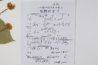 蔥木藏品圖，第2張