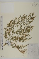 蔥木藏品圖，第3張