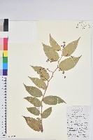 滇白珠藏品圖，第1張