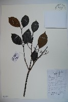 高山莢迷藏品圖，第1張