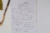 牛皮消、白薇藏品圖，第2張
