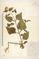 豨薟藏品圖，第1張