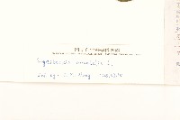 豨薟藏品圖，第3張