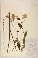 華澤蘭藏品圖，第1張