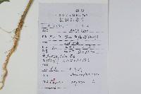 青葙藏品圖，第2張