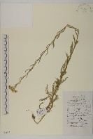 一枝蒿藏品圖，第1張