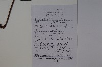 吊子金銀花藏品圖，第2張