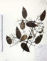 柱果鐵線蓮藏品圖，第1張