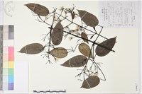 柱果鐵線蓮藏品圖，第2張