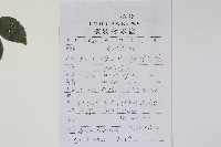 三葉五加、三加皮藏品圖，第2張