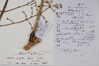 遼東蔥木藏品圖，第2張