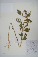 反枝莧藏品圖，第1張