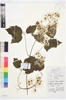 粗齒鐵線蓮藏品圖，第1張