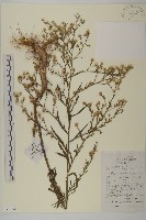 掃帚菊藏品圖，第1張