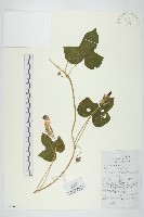 裂葉牽牛藏品圖，第1張