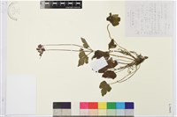 打破碗花花藏品圖，第1張