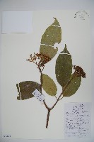 水紅木藏品圖，第1張