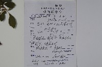狹葉莢迷藏品圖，第2張