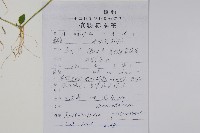 爵床、六角英藏品圖，第2張