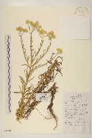 秋鼠麴草藏品圖，第1張
