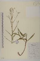 掃帚菊藏品圖，第1張