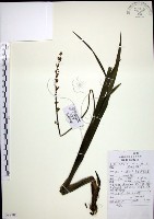 麥門冬藏品圖，第1張