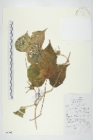 裂葉牽牛藏品圖，第1張