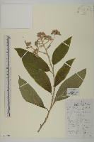 小舌紫菀藏品圖，第1張