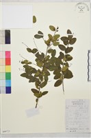 勾兒茶藏品圖，第1張