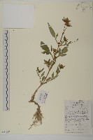 狼把草藏品圖，第1張