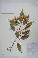 飛蛾槭藏品圖，第1張