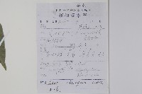 飛蛾槭藏品圖，第2張