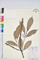 多穗石櫟藏品圖，第1張