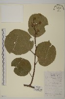 苦皮藤藏品圖，第1張