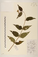 華澤蘭藏品圖，第1張