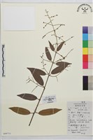 疏花雀梅藤藏品圖，第1張