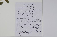 毛子草藏品圖，第2張