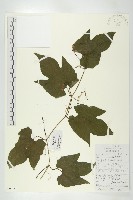 木鱉子藏品圖，第1張