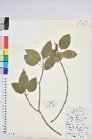 扛香藤藏品圖，第1張