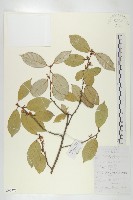 宜昌胡頹子藏品圖，第1張